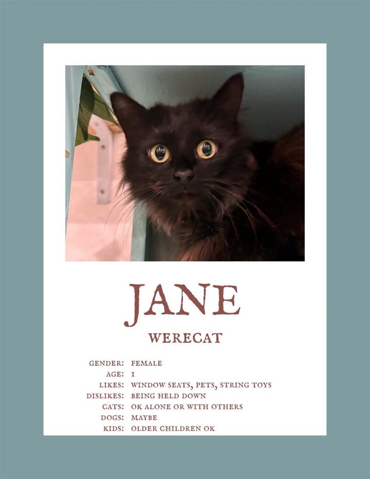 Jane, an adopted Domestic Short Hair in Herndon, VA_image-1