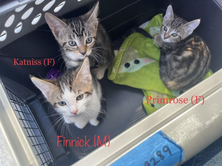 Finnick (Pre-adopt only), an adoptable Tabby & Domestic Short Hair Mix in Long Beach, CA_image-2