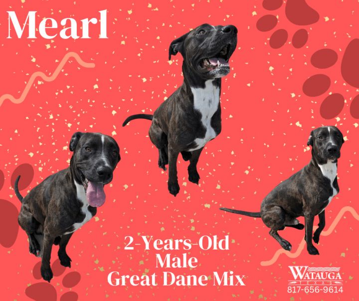 Mearl, an adoptable Great Dane Mix in Watauga, TX_image-1