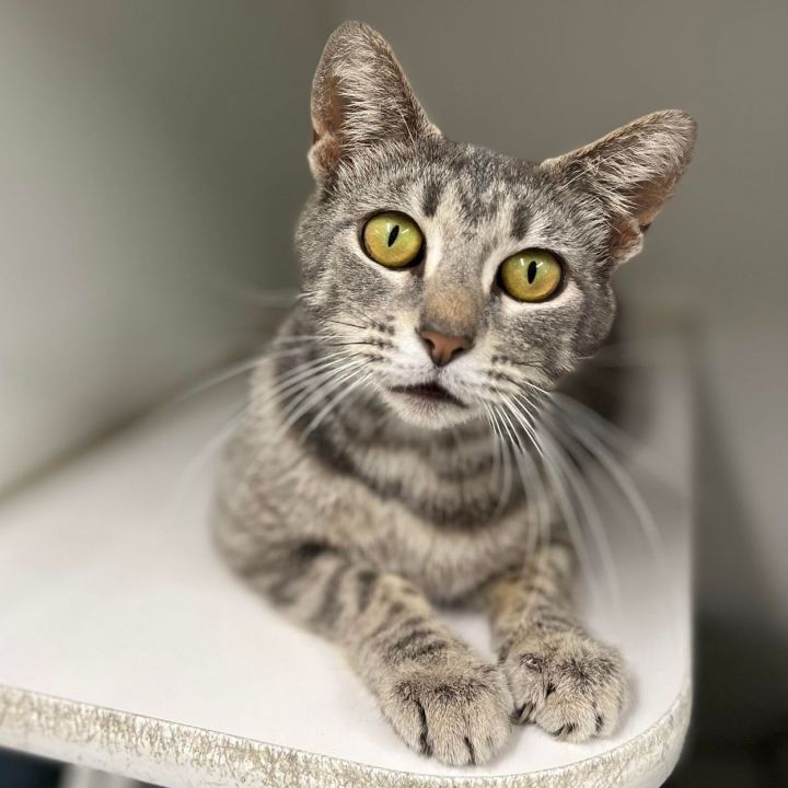 Twix , an adoptable Domestic Short Hair in Leitchfield, KY_image-1