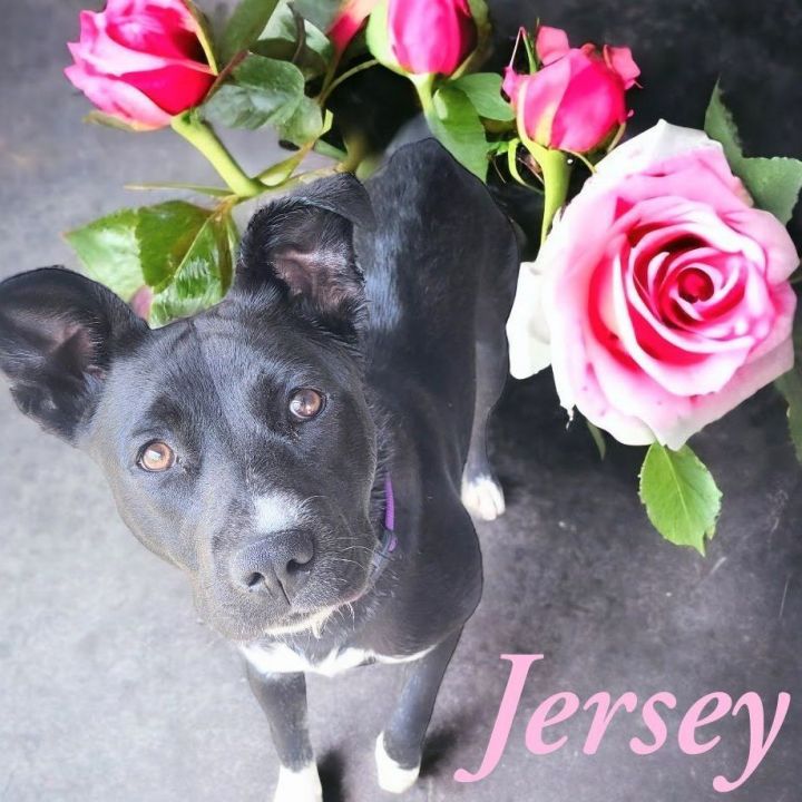 Jersey, an adoptable Terrier Mix in Perry, IA_image-1