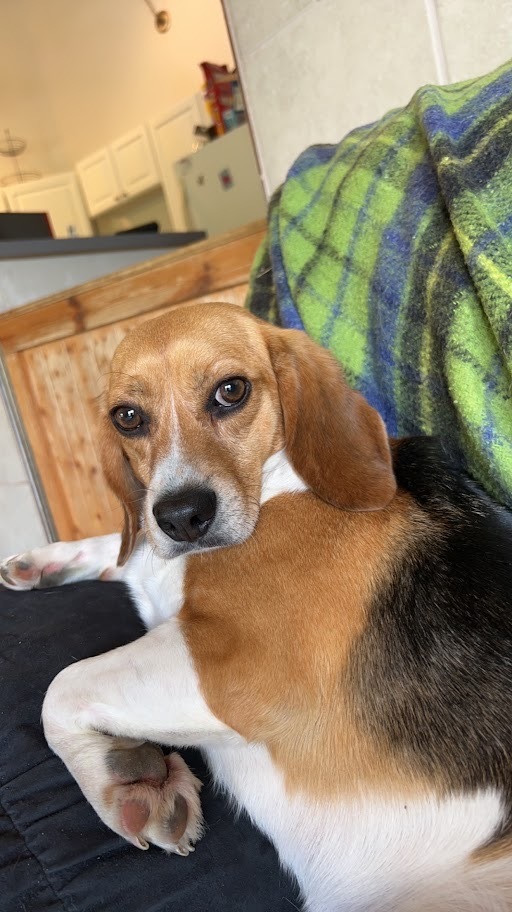 Cooper, an adoptable Beagle in Hartville, WY_image-1