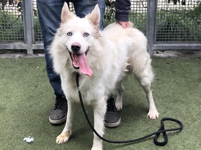 PERCY, an adoptable Siberian Husky Mix in Los Angeles, CA_image-1