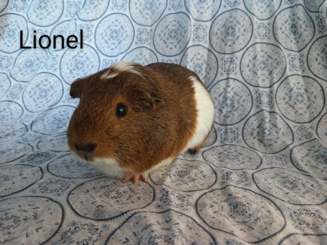 LIONEL