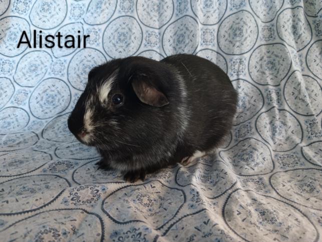 ALISTAIR, an adoptable Guinea Pig in Los Angeles, CA_image-1