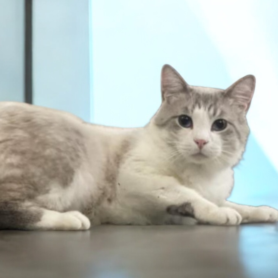 Nikolai, an adoptable Domestic Short Hair, Siamese in Hemet, CA, 92543 | Photo Image 1