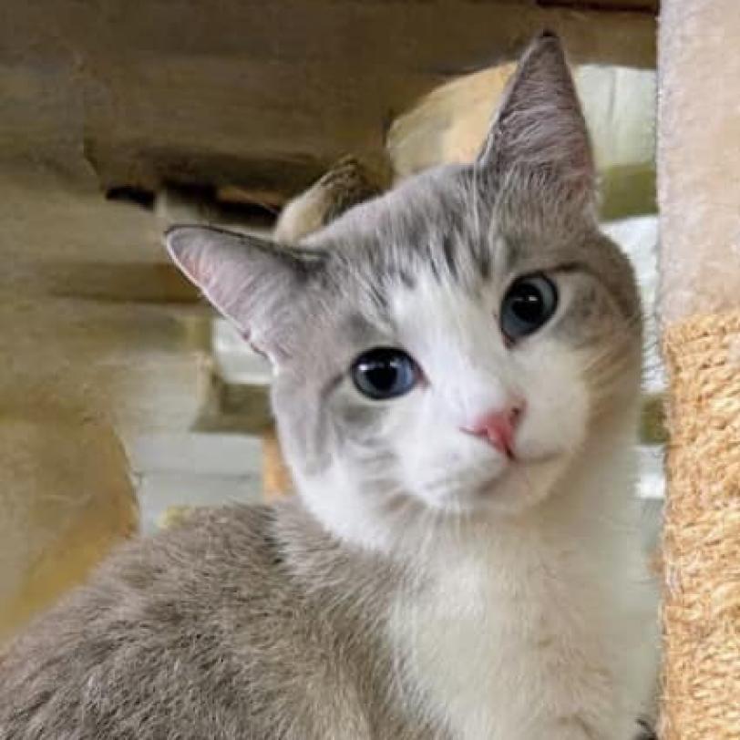 Nikolai, an adoptable Domestic Short Hair, Siamese in Hemet, CA, 92543 | Photo Image 2