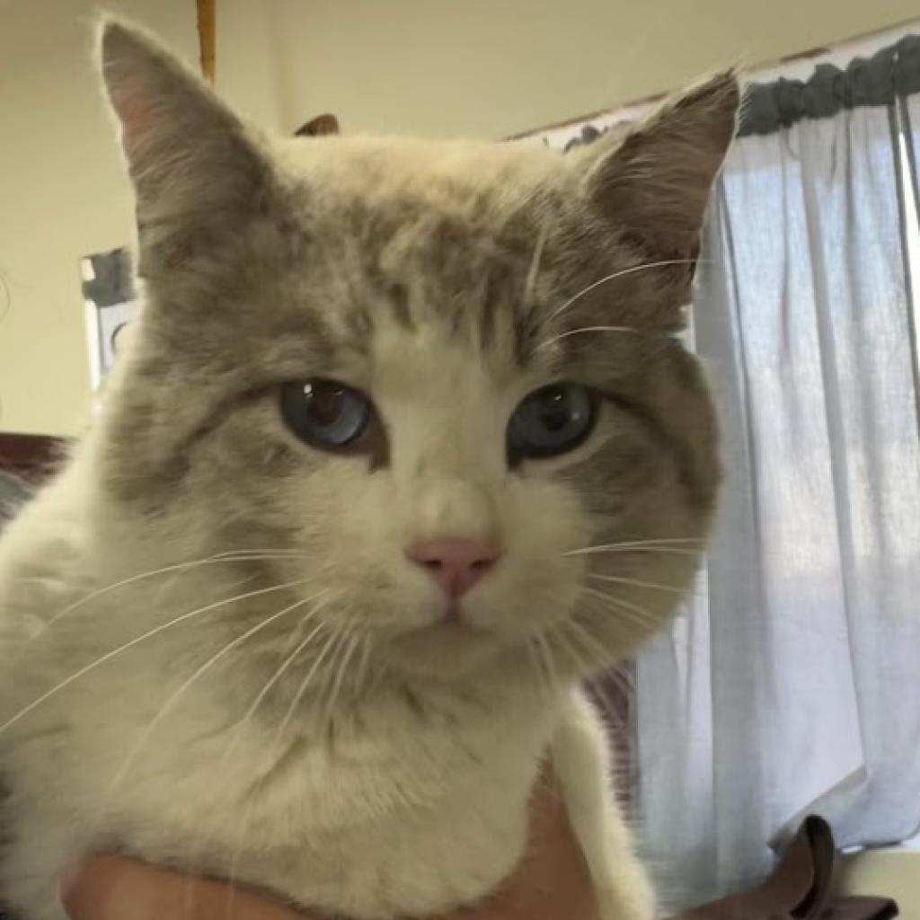 Nikolai, an adoptable Domestic Short Hair, Siamese in Hemet, CA, 92543 | Photo Image 3