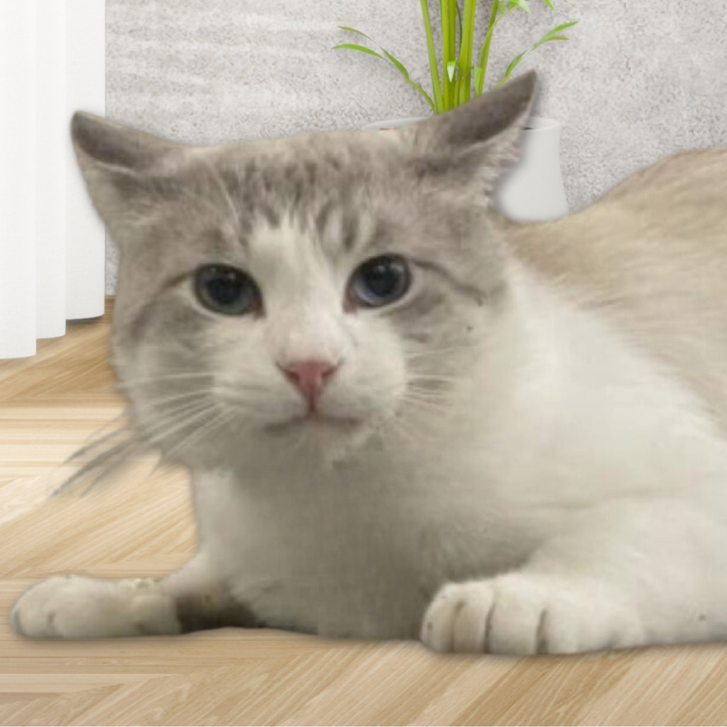 Nikolai, an adoptable Domestic Short Hair, Siamese in Hemet, CA, 92543 | Photo Image 4