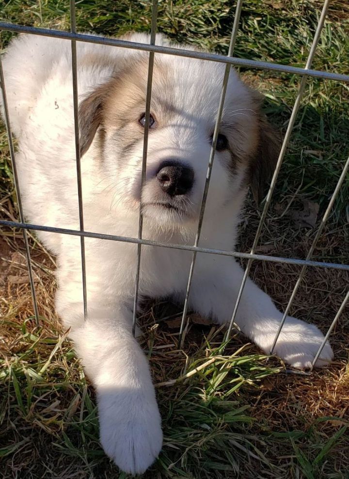 Patrick Henry's Story, an adopted Great Pyrenees in Kiowa, OK_image-6