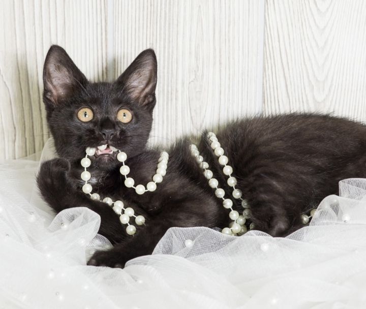Isabella, an adoptable Domestic Short Hair in Fort Lauderdale, FL_image-1