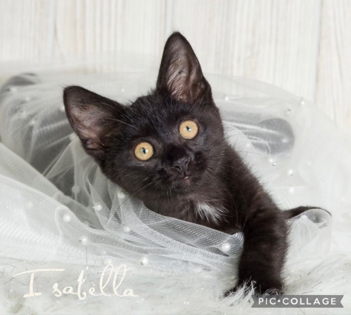 Isabella 2