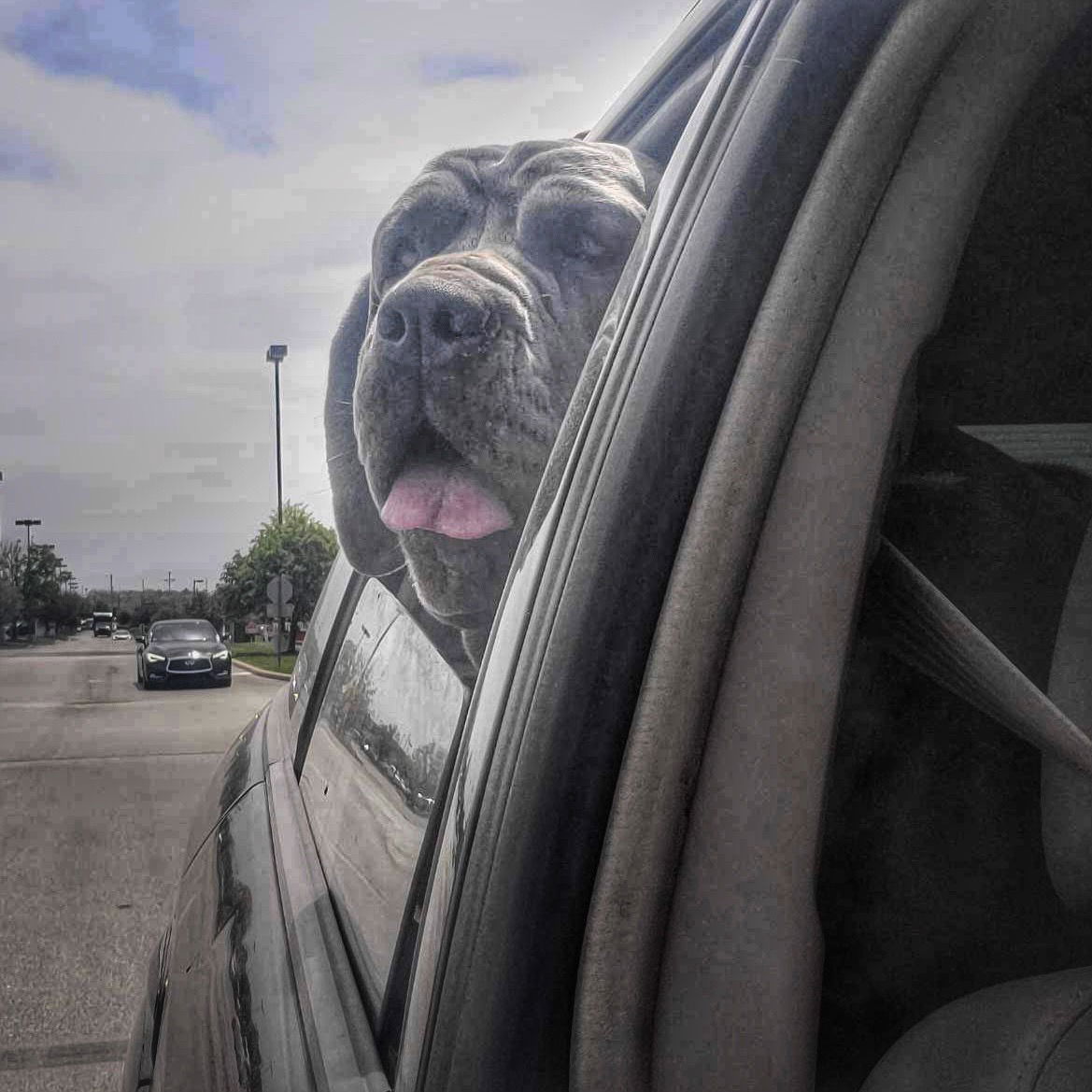 Allegra, an adoptable Neapolitan Mastiff in Saint Charles, MO, 63301 | Photo Image 1