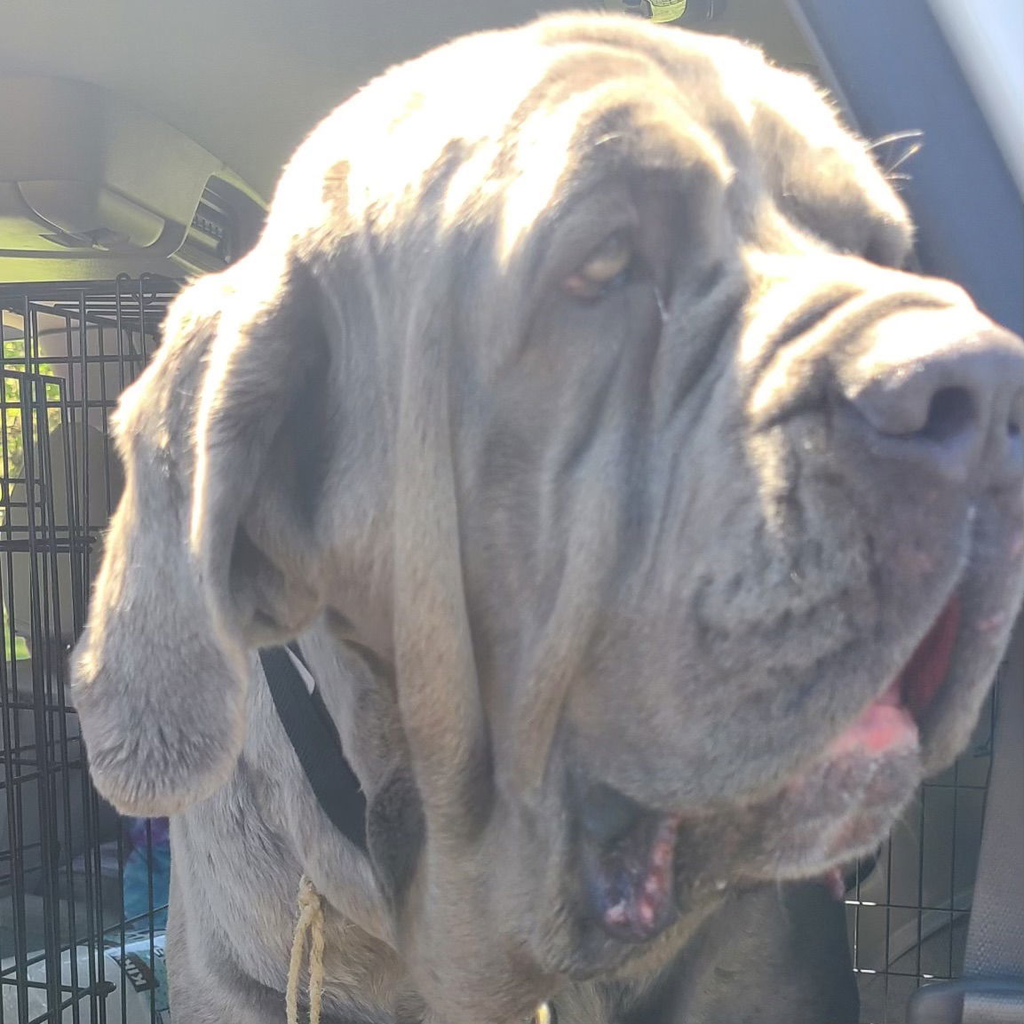 Allegra, an adoptable Neapolitan Mastiff in Saint Charles, MO, 63301 | Photo Image 2