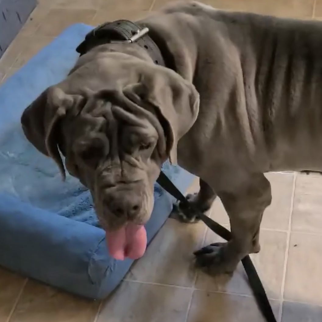 Allegra, an adoptable Neapolitan Mastiff in Saint Charles, MO, 63301 | Photo Image 3