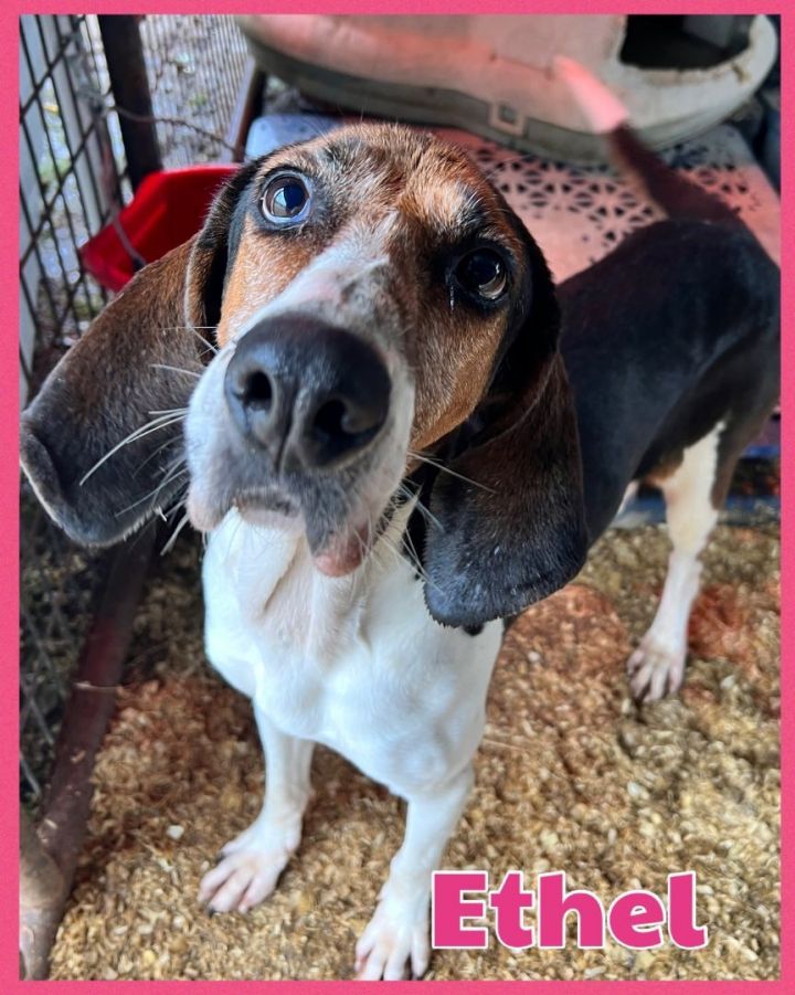 Foster Lady!!, an adoptable Coonhound in Oswego, IL_image-6