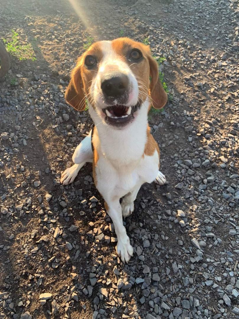 Bella , an adoptable Foxhound in Vaudreuil-Dorion, QC, J7V 8P2 | Photo Image 2