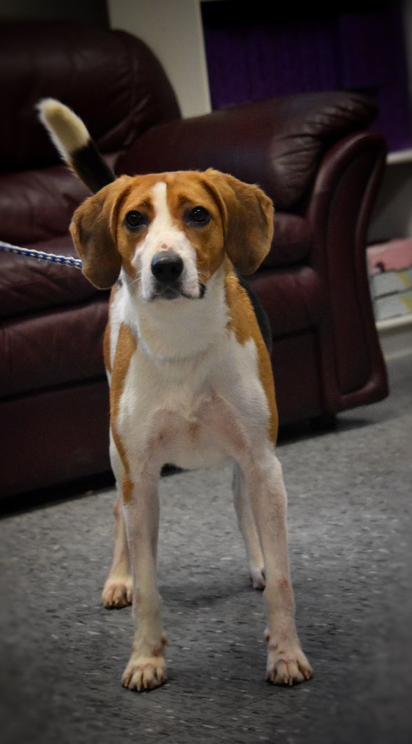 Bella , an adoptable Foxhound in Vaudreuil-Dorion, QC, J7V 8P2 | Photo Image 2