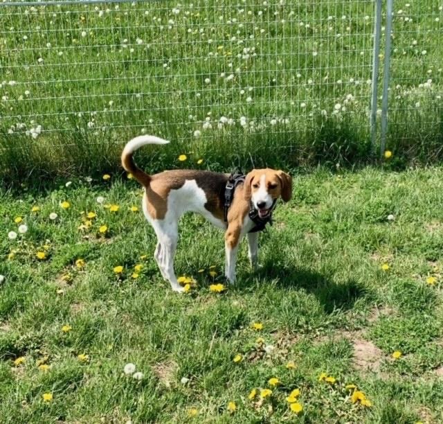 Bella , an adoptable Foxhound in Vaudreuil-Dorion, QC, J7V 8P2 | Photo Image 3