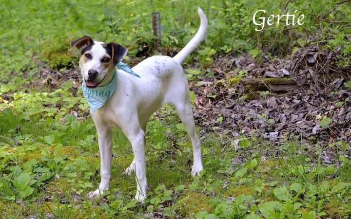 Gertie, an adopted Hound Mix in Sevierville, TN_image-2