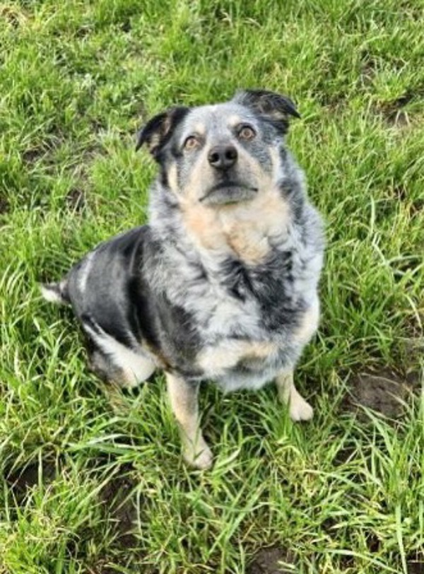 Mason, an adoptable Australian Cattle Dog / Blue Heeler in McMinnville, OR, 97128 | Photo Image 1