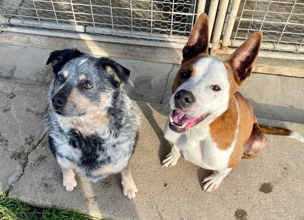 Mason, an adoptable Australian Cattle Dog / Blue Heeler in McMinnville, OR, 97128 | Photo Image 2