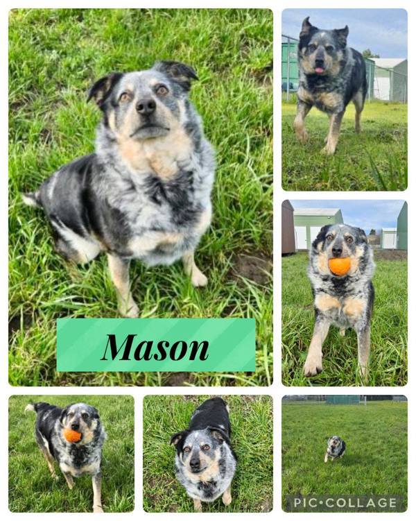 Mason, an adoptable Australian Cattle Dog / Blue Heeler in McMinnville, OR, 97128 | Photo Image 3
