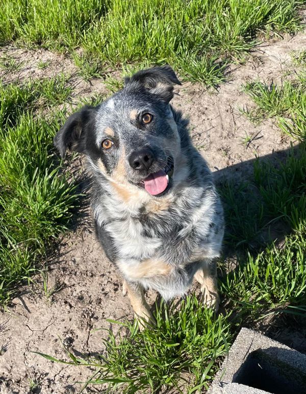 Mason, an adoptable Australian Cattle Dog / Blue Heeler in McMinnville, OR, 97128 | Photo Image 4