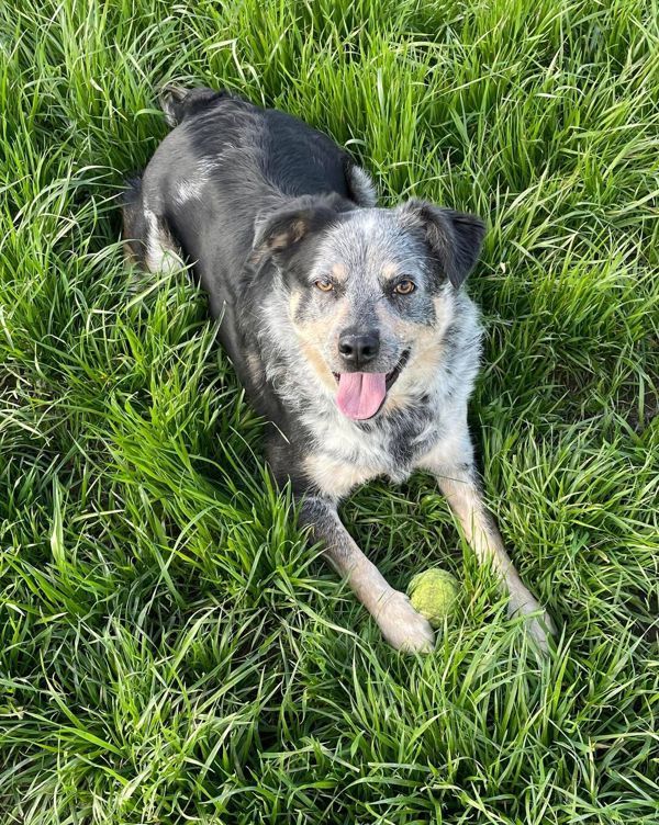 Mason, an adoptable Australian Cattle Dog / Blue Heeler in McMinnville, OR, 97128 | Photo Image 5