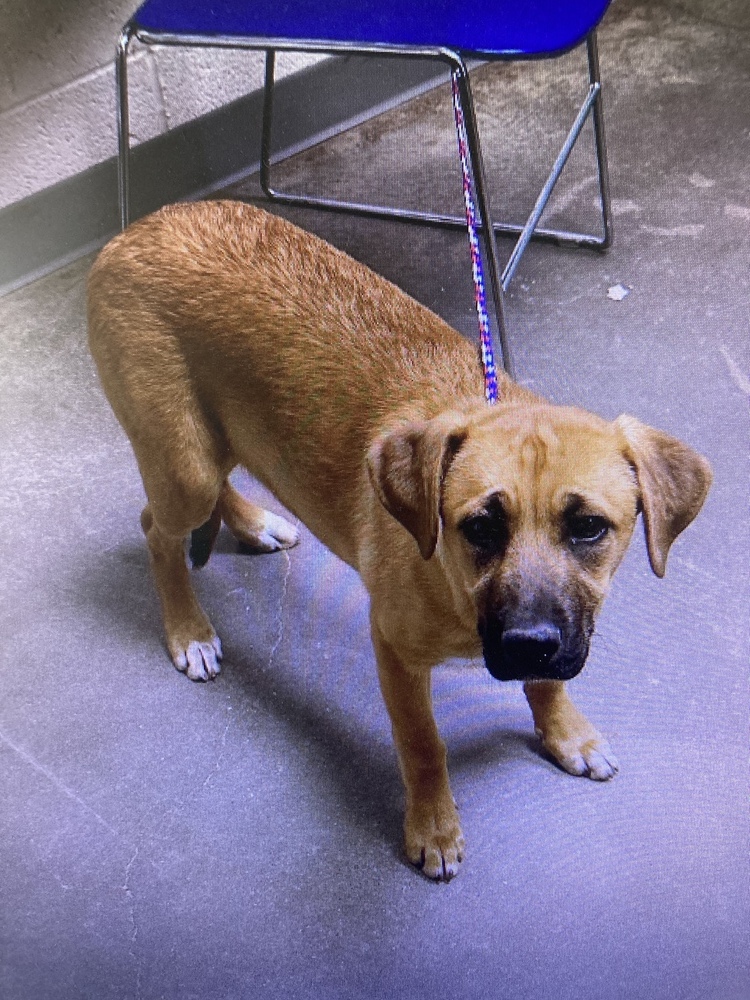 Kona, an adoptable Shepherd, Hound in Albuquerque, NM, 87120 | Photo Image 1