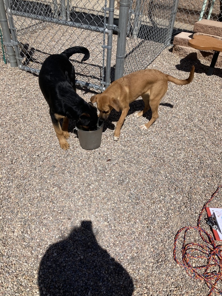 Kona, an adoptable Shepherd, Hound in Albuquerque, NM, 87120 | Photo Image 2