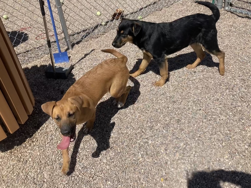 Kona, an adoptable Shepherd, Hound in Albuquerque, NM, 87120 | Photo Image 3