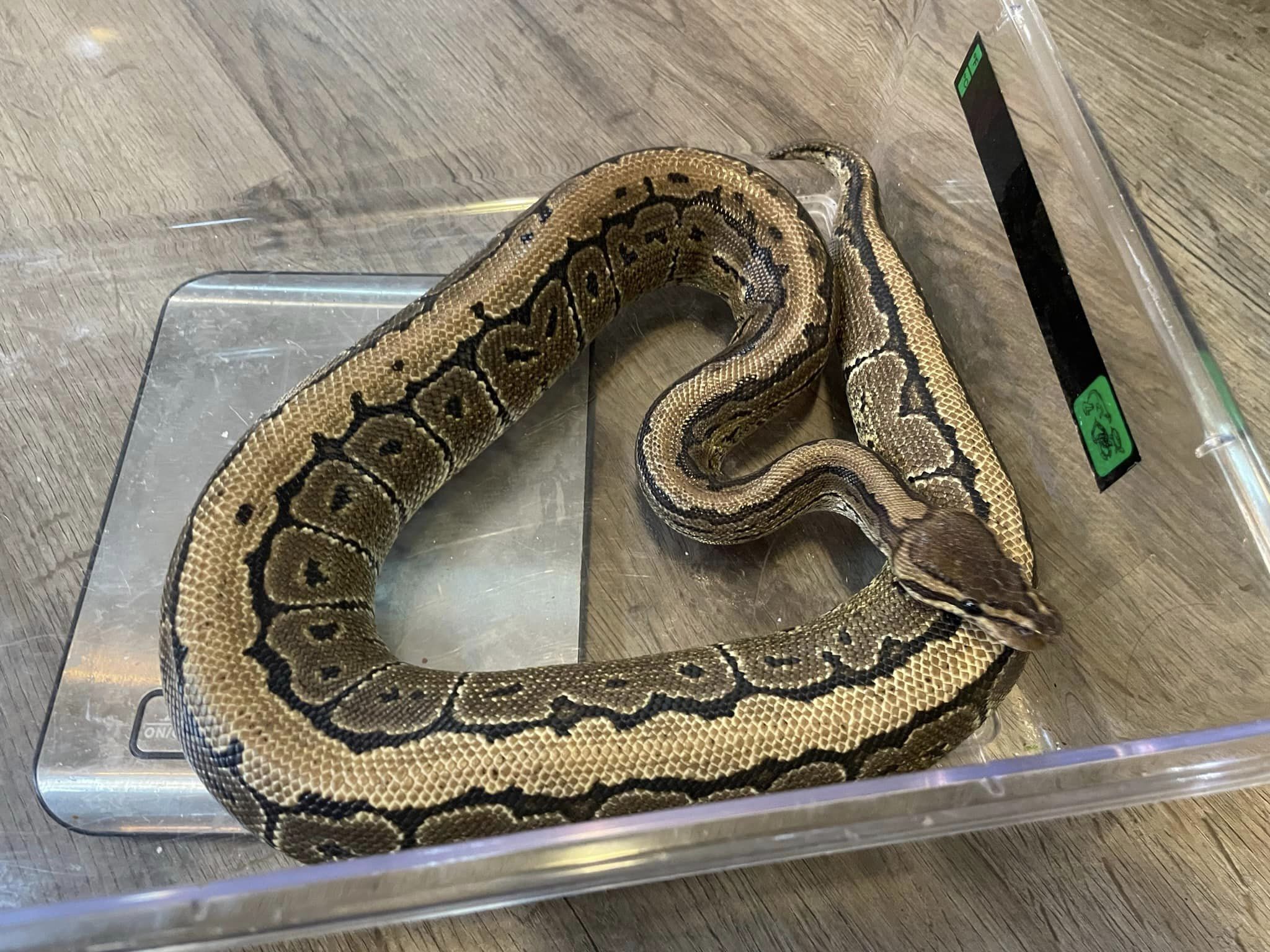 Snake for adoption - Badger, a Ball Python in Durham, NC | Petfinder