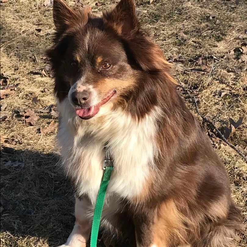 Petfinder 2024 australian shepherd