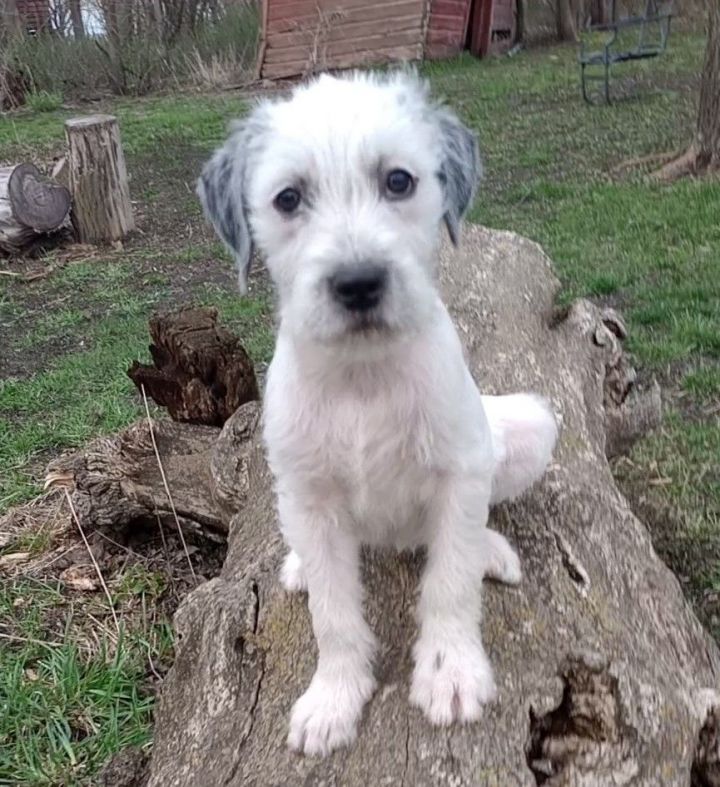 Are Pig Ears Better For A Old English Sheepdog Than Rawhide Ears