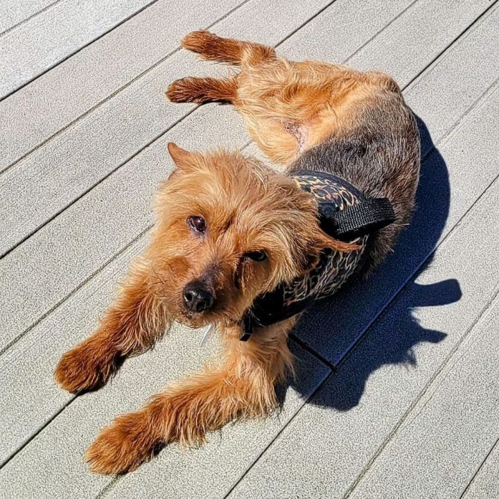 dog-for-adoption-amber-a-yorkshire-terrier-in-merchantville-nj