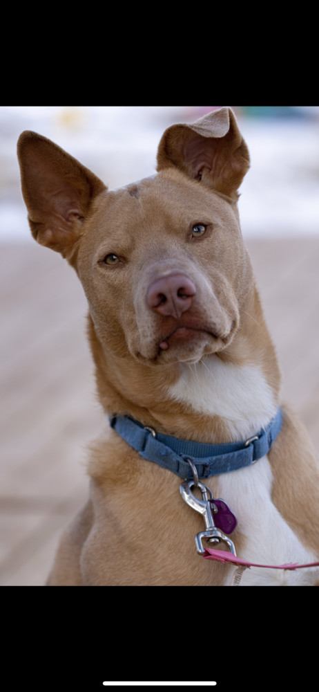 Jerry, an adoptable Mixed Breed in Lafayette, CO, 80026 | Photo Image 5