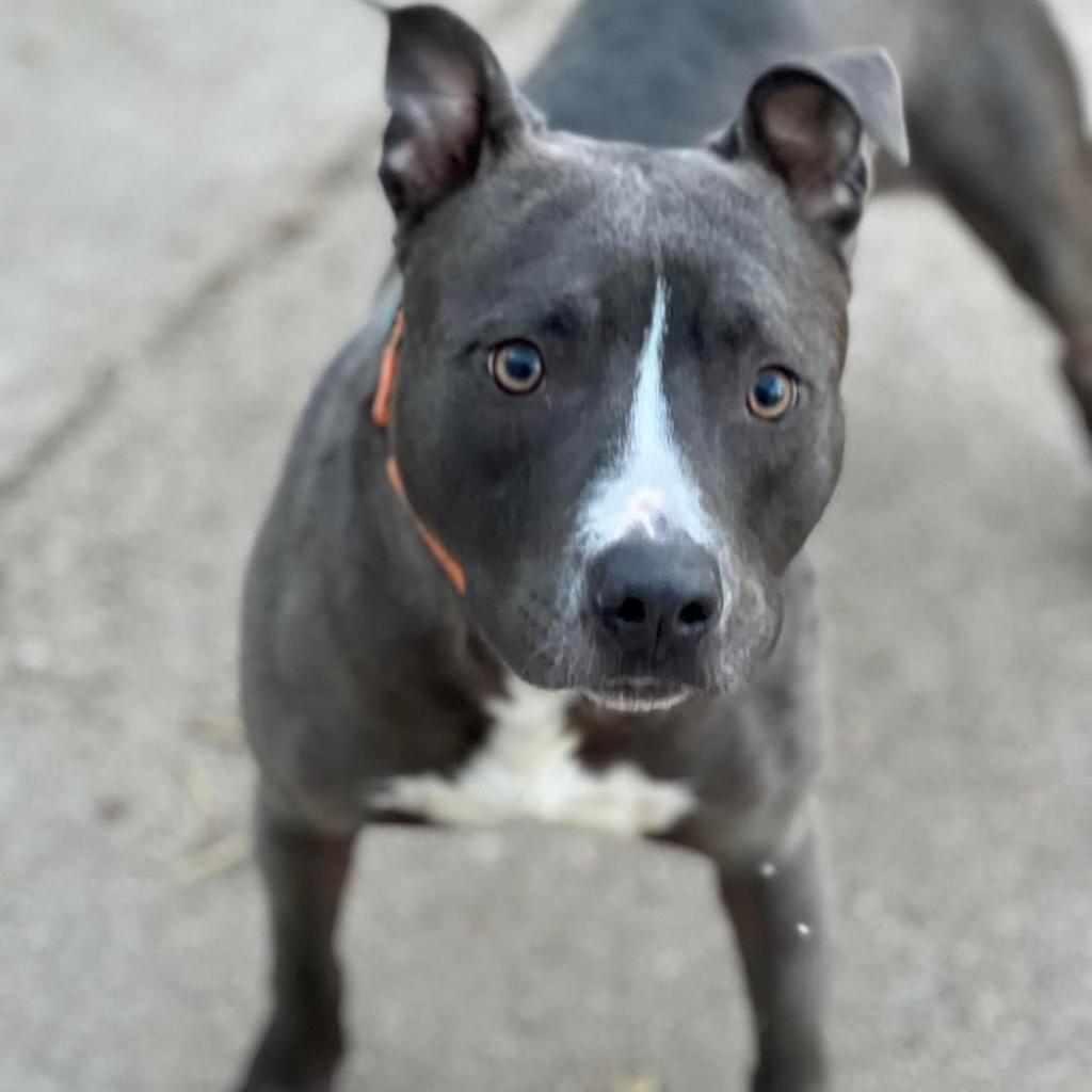 Sky, an adoptable Pit Bull Terrier in Hastings, NE, 68901 | Photo Image 1