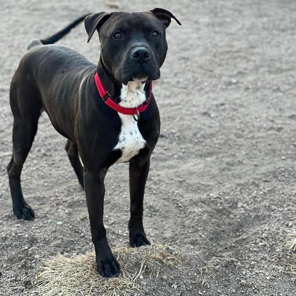 Toby, an adoptable Pit Bull Terrier in Hastings, NE, 68901 | Photo Image 1