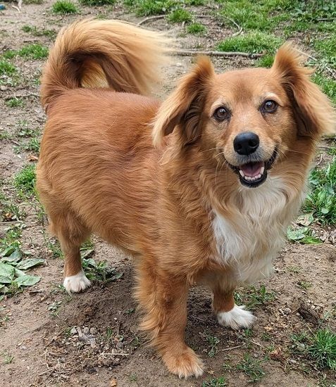 Chihuahua mix golden sales retriever