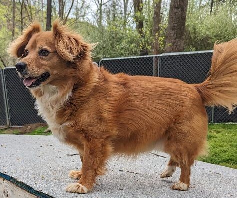 Golden retriever 2024 cross chihuahua