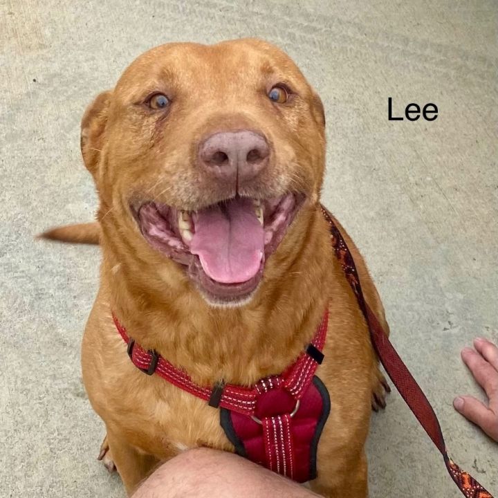 Amstaff golden sale retriever mix