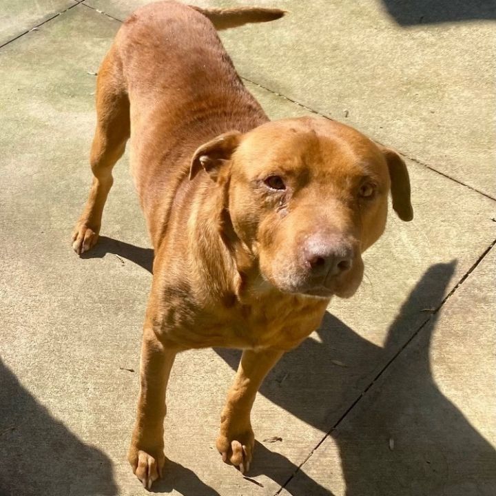 Golden retriever cheap staffordshire mix