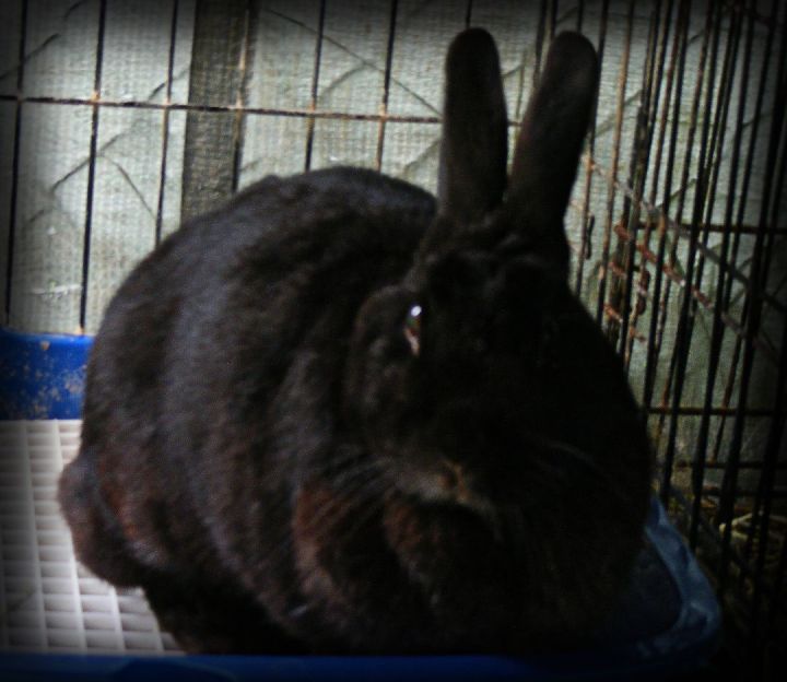 Olive, an adoptable Bunny Rabbit in East Syracuse, NY_image-1