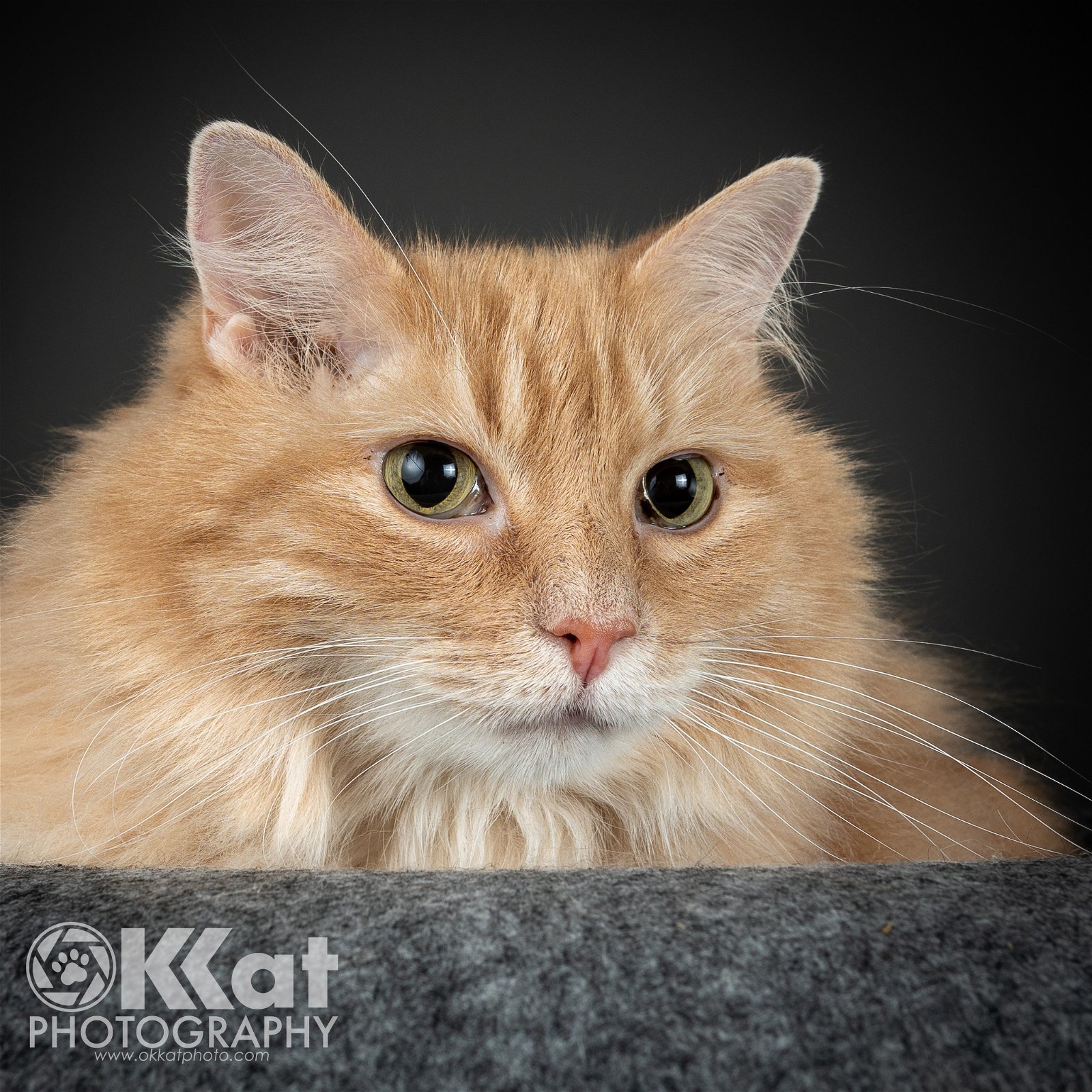 Rosie, an adoptable Domestic Long Hair in Crescent, OK, 73028 | Photo Image 1