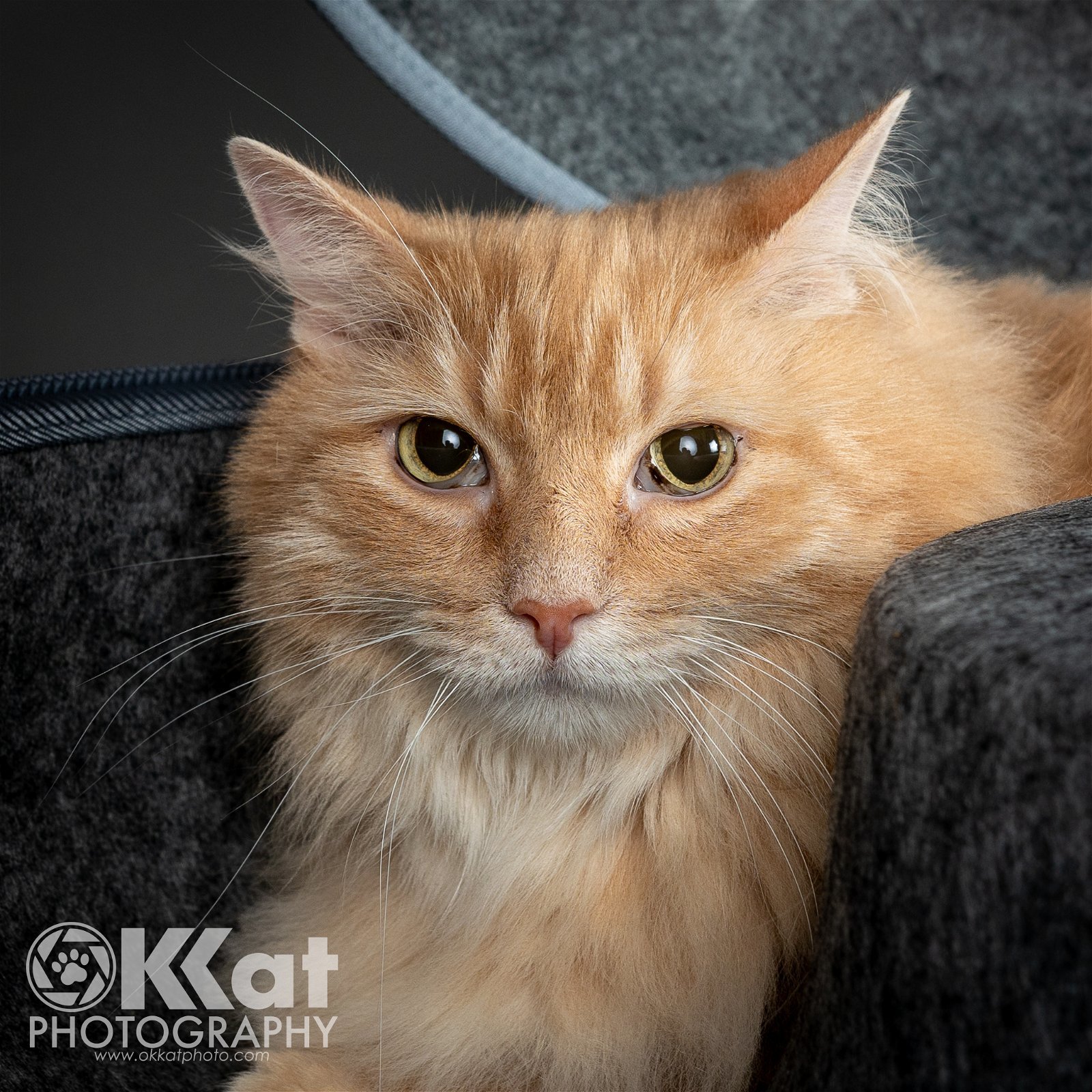 Rosie, an adoptable Domestic Long Hair in Crescent, OK, 73028 | Photo Image 2