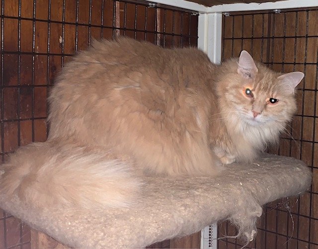 Rosie, an adoptable Domestic Long Hair in Crescent, OK, 73028 | Photo Image 3