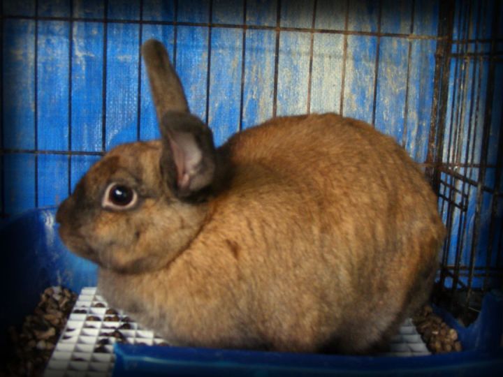 Soft, an adoptable Bunny Rabbit in East Syracuse, NY_image-1
