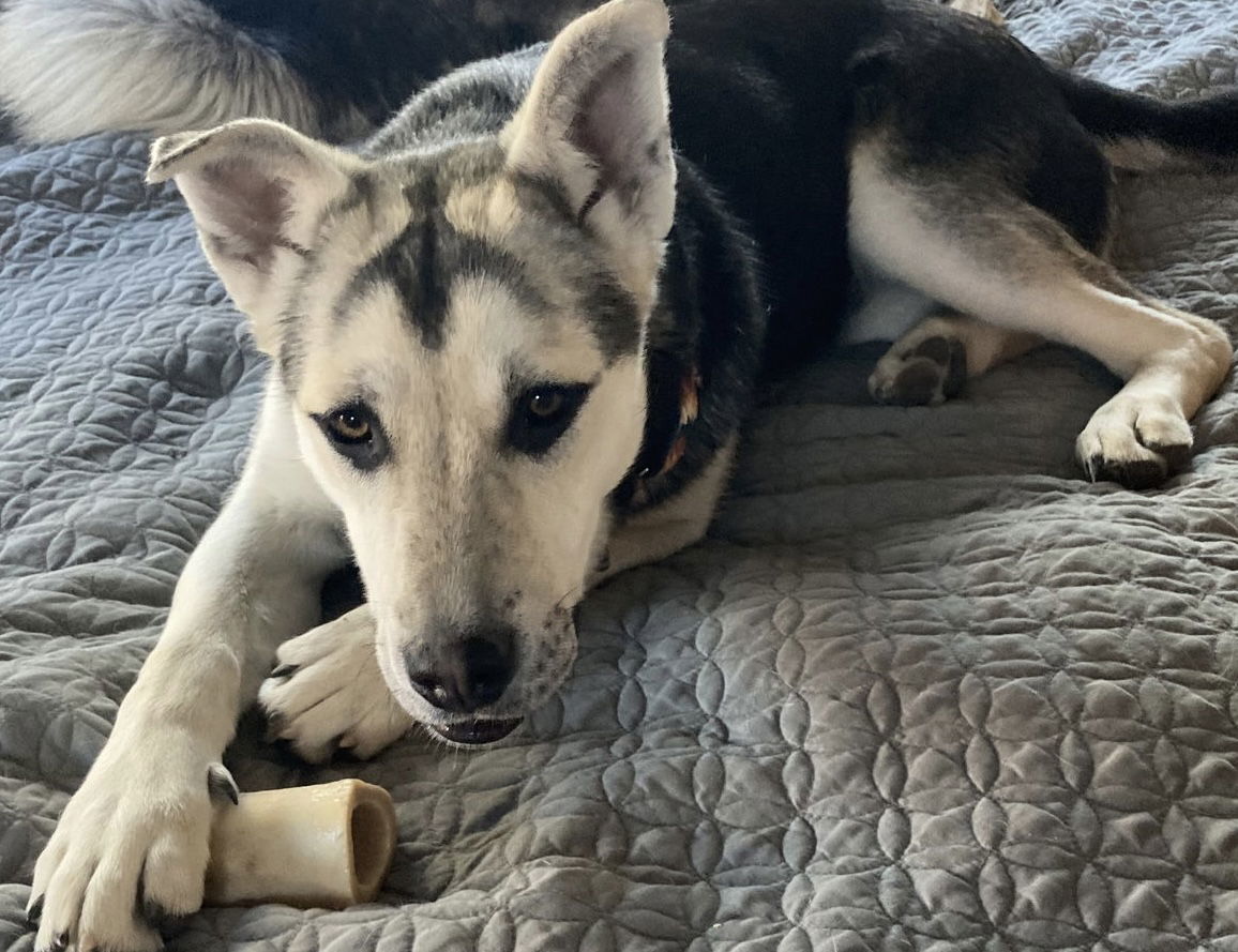Holly, an adoptable Siberian Husky in Cedar Crest, NM, 87008 | Photo Image 1