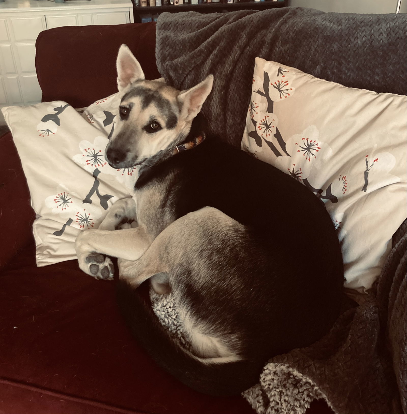 Holly, an adoptable Siberian Husky in Cedar Crest, NM, 87008 | Photo Image 2